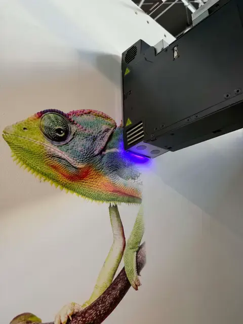 Kolorowy kameleon naniesiony na białą ścianę