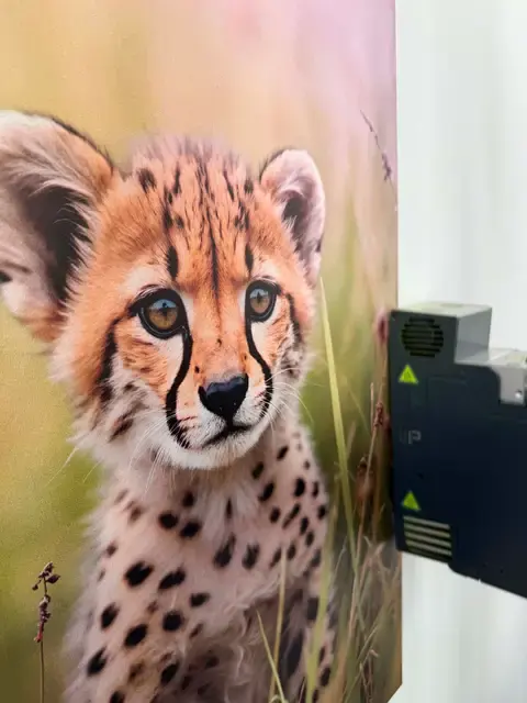 Kolorowy fotorealistyczny wydruk młodego geparda na ścianie