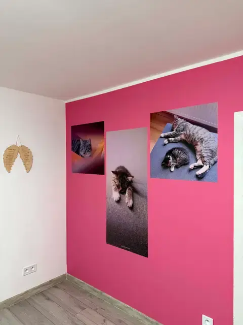 Trzy fotografie kotów naniesione na różową ścianę w pomieszczeniu prywatnym